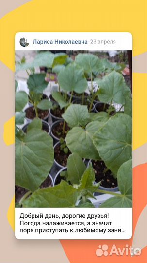 Рассада:томат,перец,огурцы