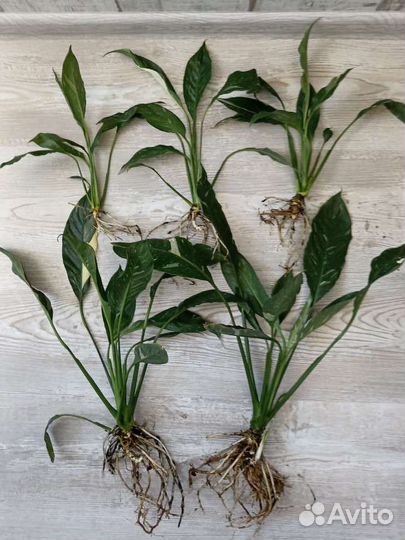 Спатифиллум домино