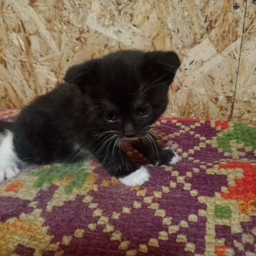 Сиамский котёнок