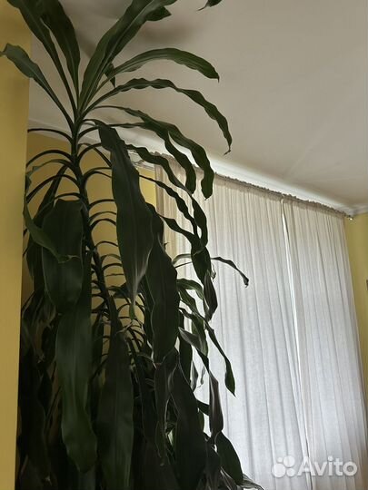 Пальма драцена