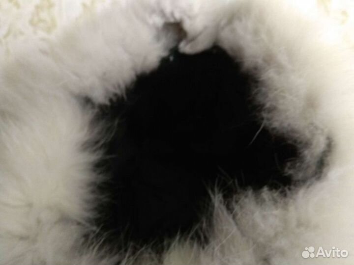 Шапка песец