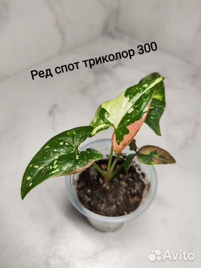 Сингониум, алоказия, циссус, монстера