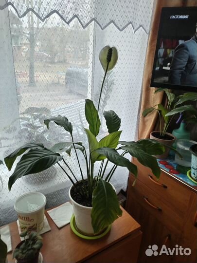 Денежное дерево(толстянка)