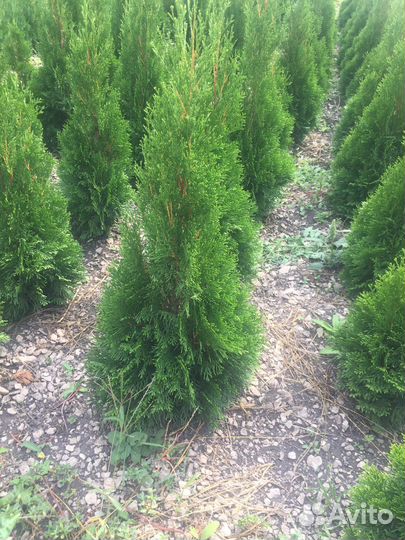 Туи,можжевельники,елки