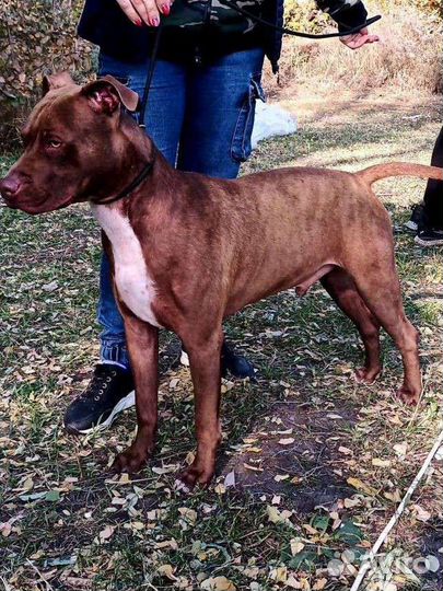 Питбуль вязка