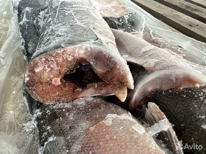 Кета пбг свежемороженая