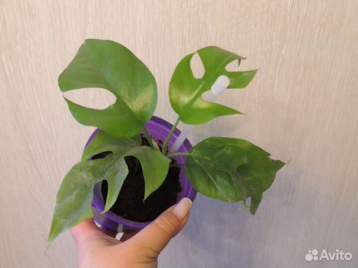 Сингониум арроу ред, сциндапсус