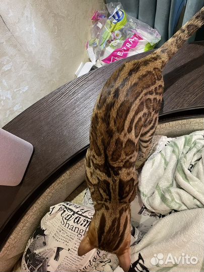 Продам Бенгальского кота