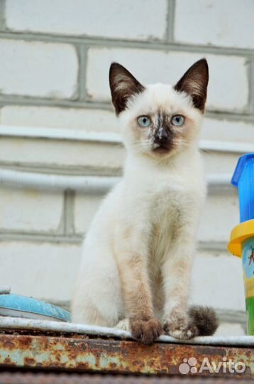 Котенок 3 месяца