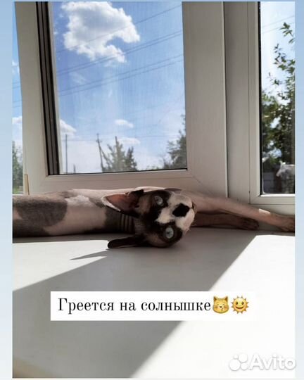 Канадский сфинкс кот