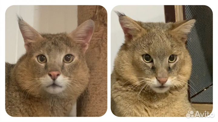 Котята Чаузи Ф1 и Ф2 из питомника