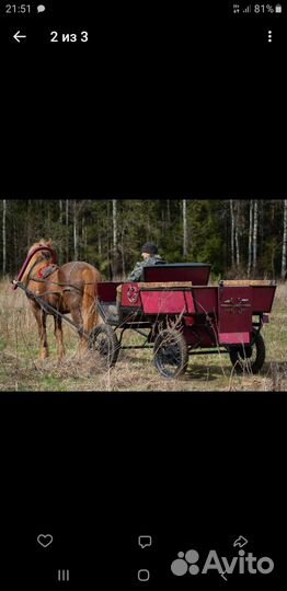 С/х животные