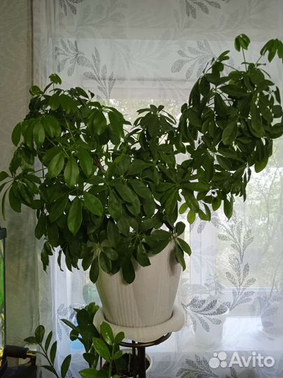 Комнатные цветы шефлера