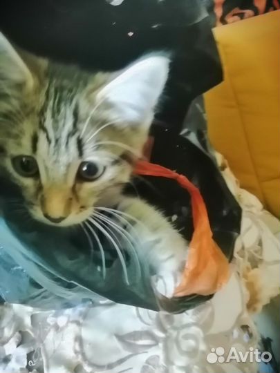 Отдам бесплатно