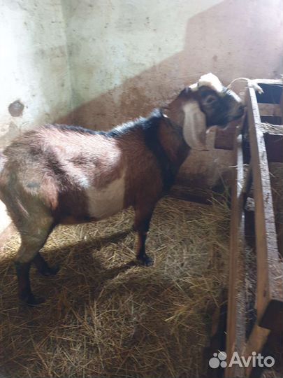 Случка Нубийский козел 100