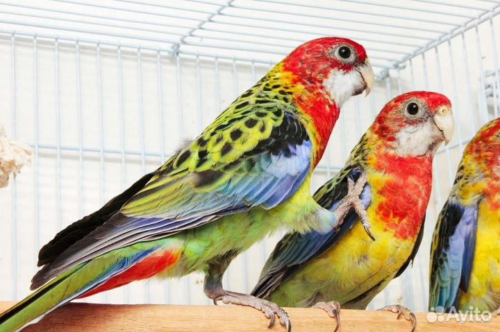 Птенцы пёстрой разеллы