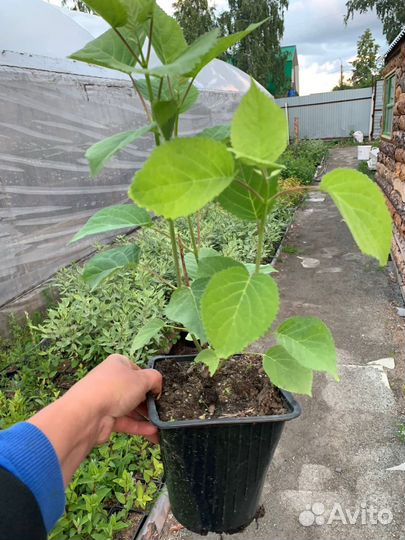 Гортензия Анабель многолетнее растение