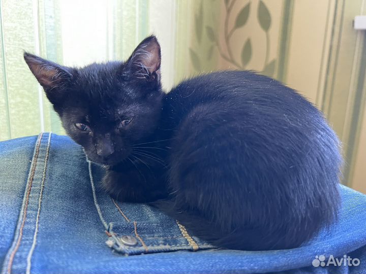 Котята бесплатно