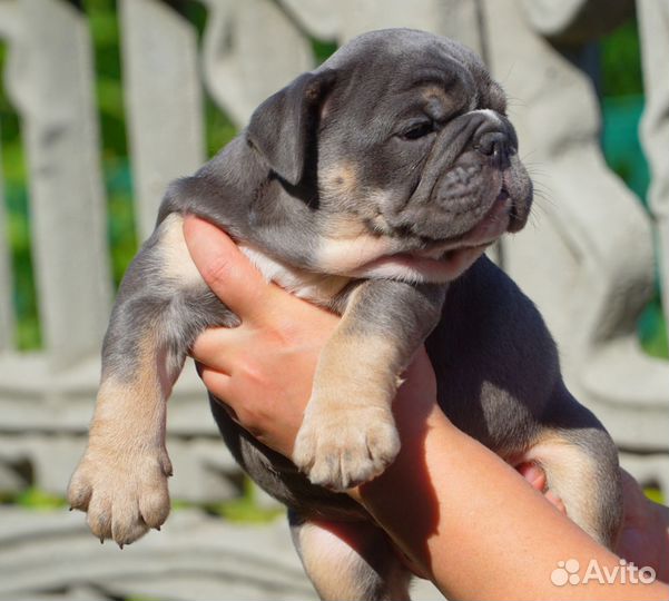 Английский бульдог, шикарный мальчик