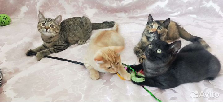 Котята отдам в добрые руки