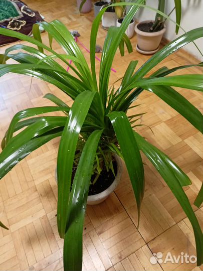 Пальма панданус