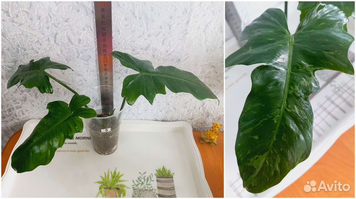 Сингониум, филодендрон, ваниль, рипсалис, эпипремн