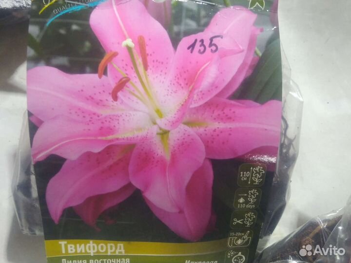 Восточные лилии