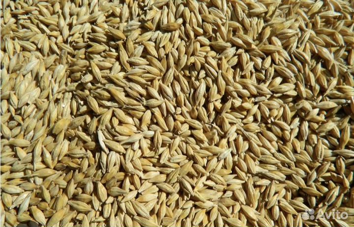 Пшеница ячмень