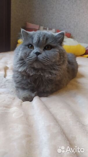 Хомяки бесплатно