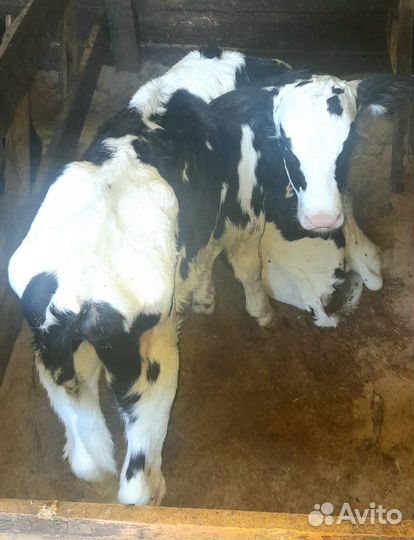 Бычки, телята