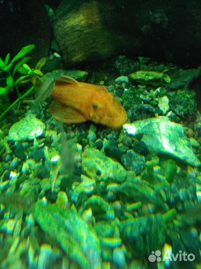 Анциструс Супер Ред (мальки)