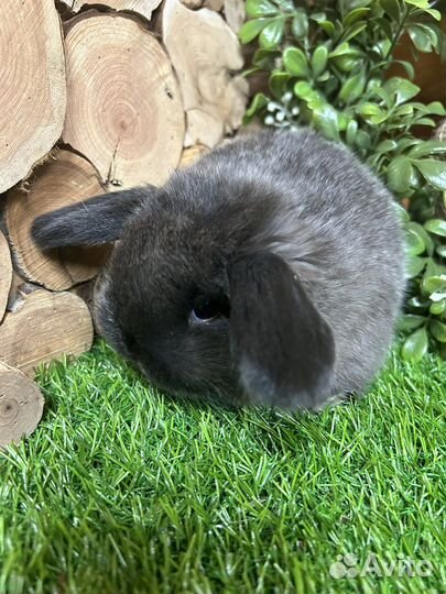 Вислоухий кролик