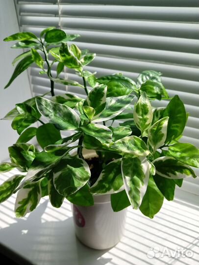 Цветы комнатные