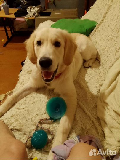 Передержка животных