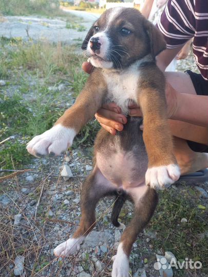 Щенки в добрые руки