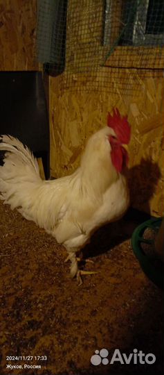 Молодые петухи