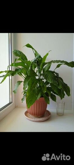 Продам цветы комнатные