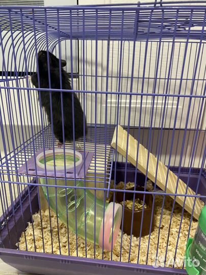 Сирийский хомяк с клеткой