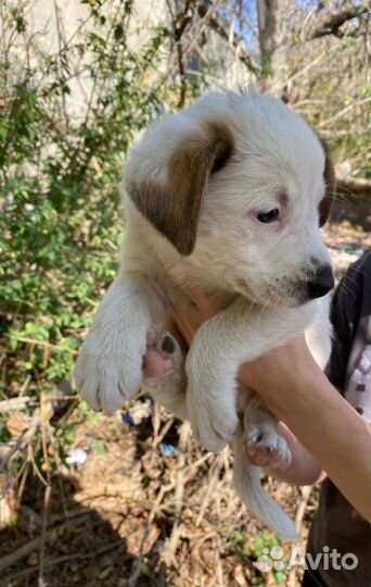 Щенки в добрые руки