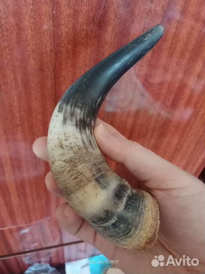 Рог коровий