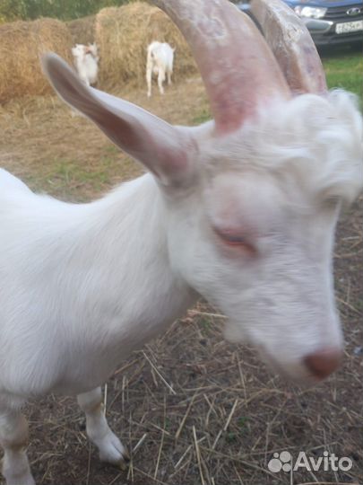 Чешские козочки