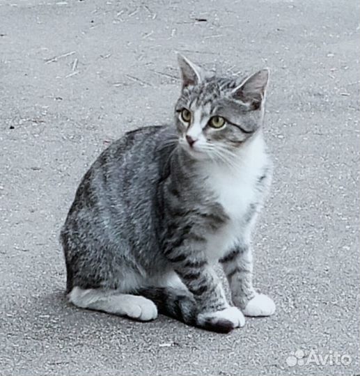 Всем кто любит животных