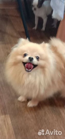 Мини парень