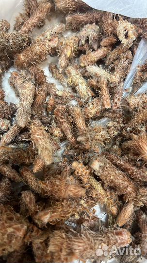 Сосновые почки