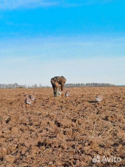 Чучела гусей