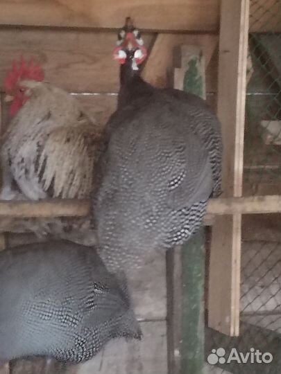 Цесарки самец