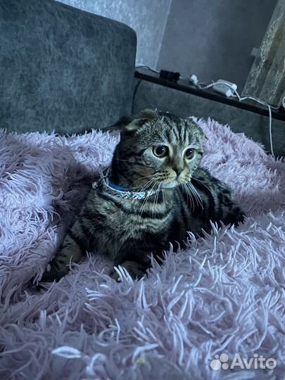 Кошечка на вязку