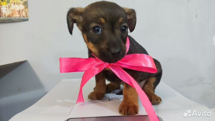 Щенята мелкой породы