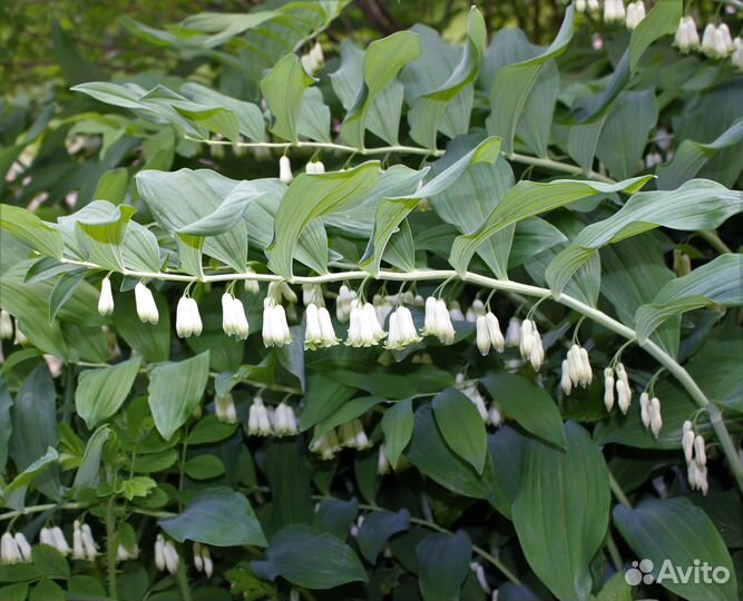 Садовые растения и цветы
