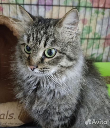 Василиса ищет дом и любящую семью